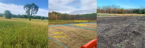 From left, reed canary grass at Lemon Fair Wildlife Management Area, treatment plots at Little Otter Creek Wildlife Management Area, and a tilled field at Lemon Fair. Photos: Stever Bartlett Field of reed canary grass, mown field and tilled field
